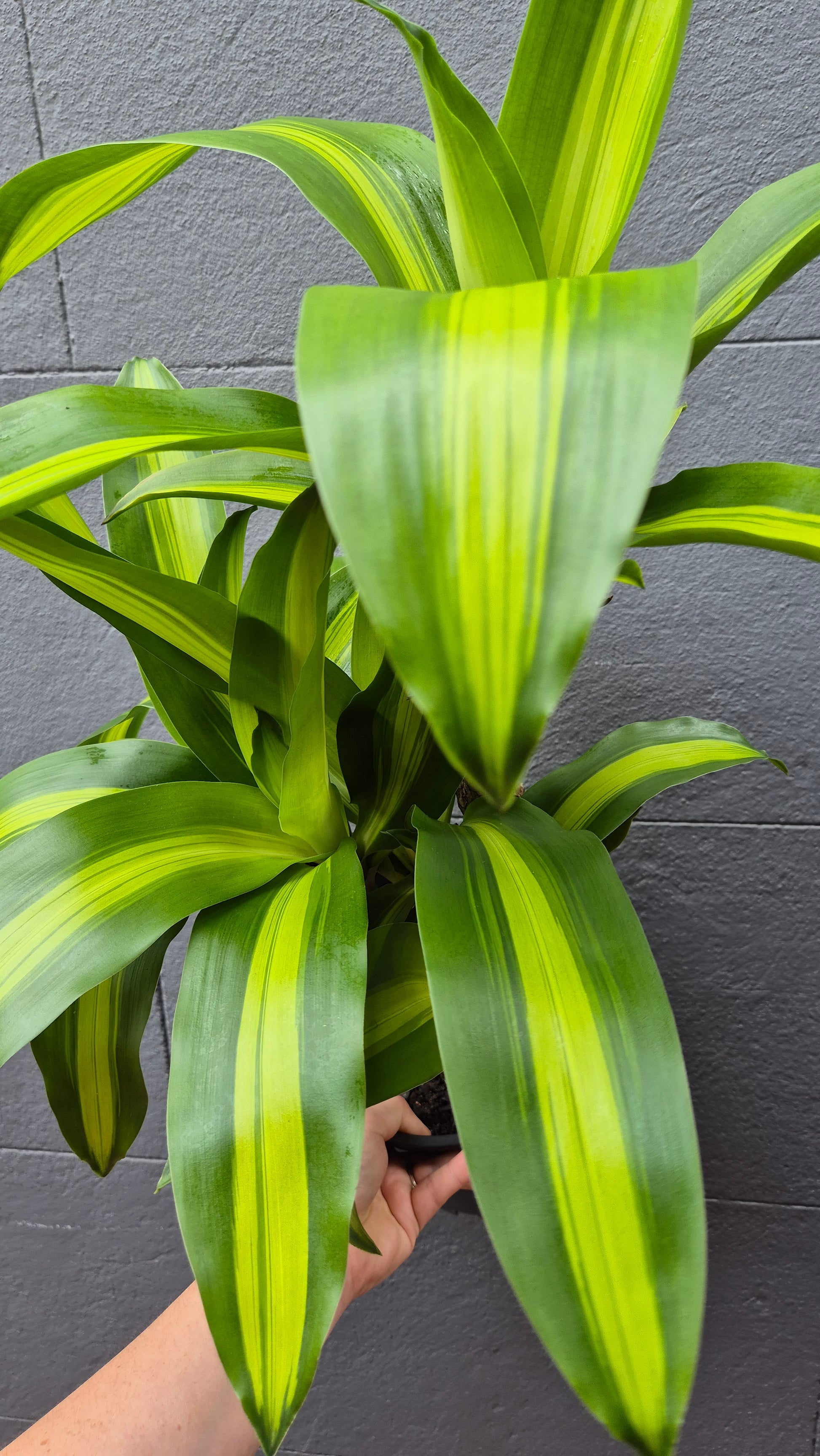 happy plant - dracaena fragrans massangeana Dracaena fragrans Massangeana 'Happy Plant' – Wattle & Bee
