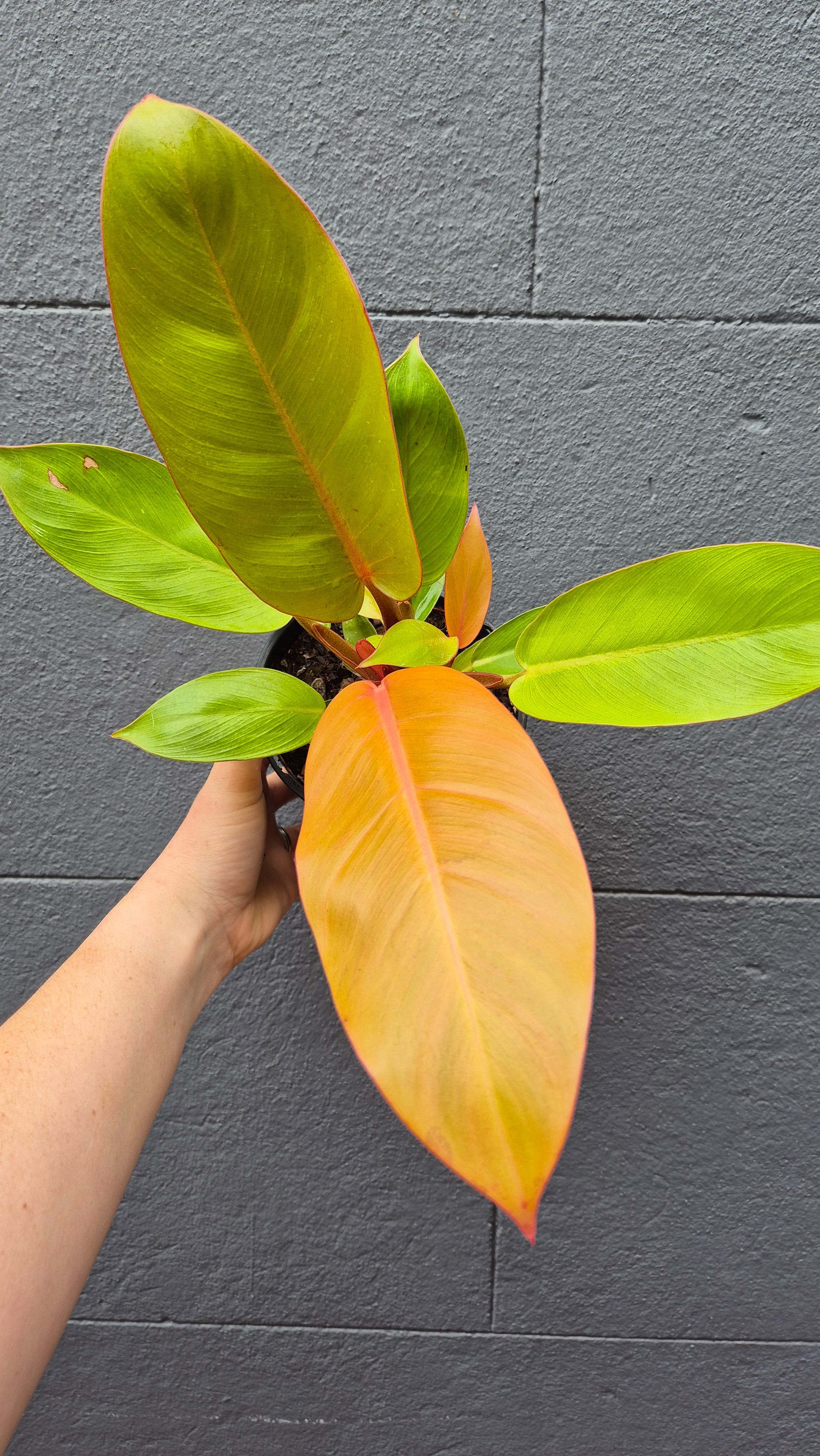 philodendron prince of orange uk Philodendron 'Prince of Orange' – Wattle & Bee