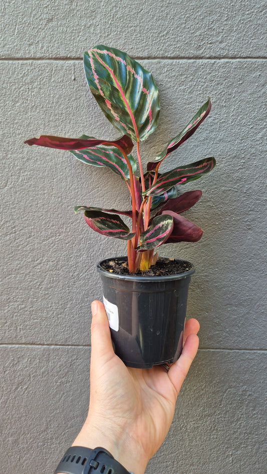 Calathea illustris