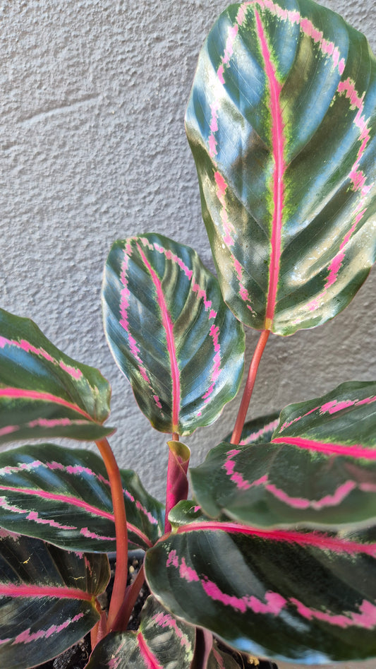 Calathea illustris