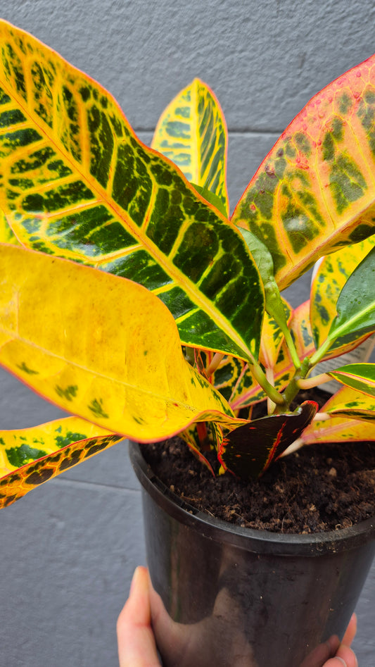 Codiaeum (Croton) 'Petra'