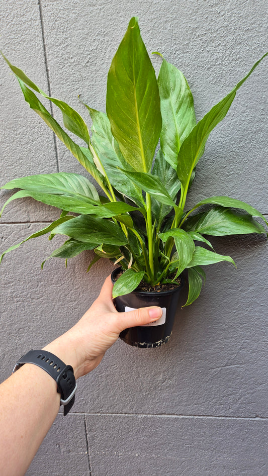 Spathiphyllum Peace Lily 'Jet Diamond'