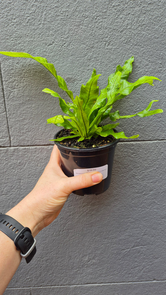 Microsorum musifolium crocodyllus 'Crocodile Fern'