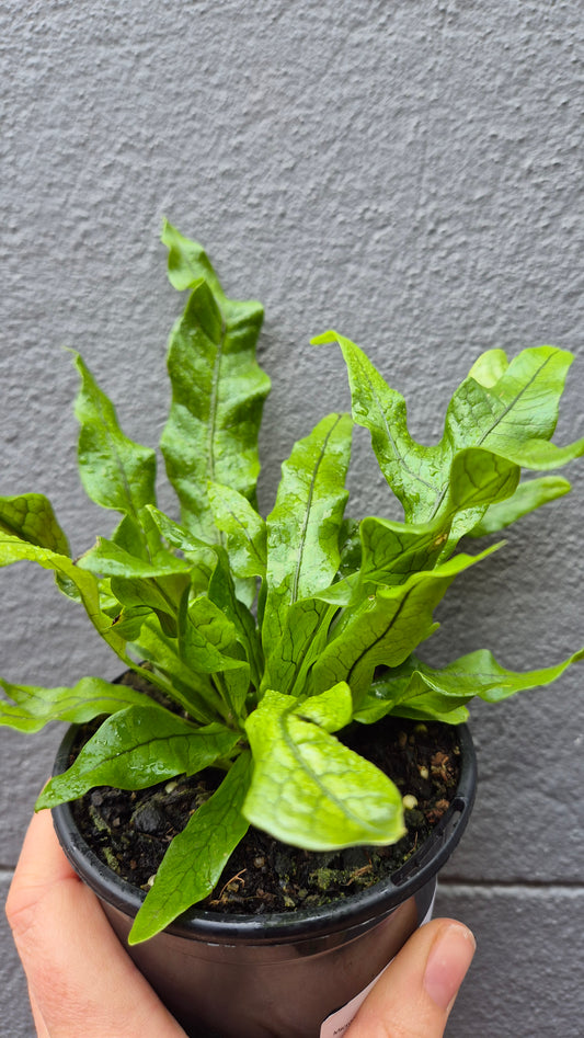 Microsorum musifolium crocodyllus 'Crocodile Fern'