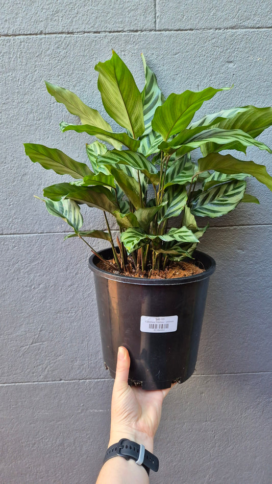 Calathea 'Freddy'