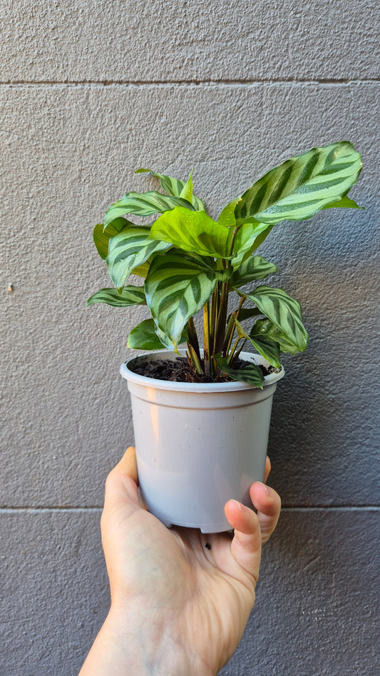 Calathea 'Freddy'