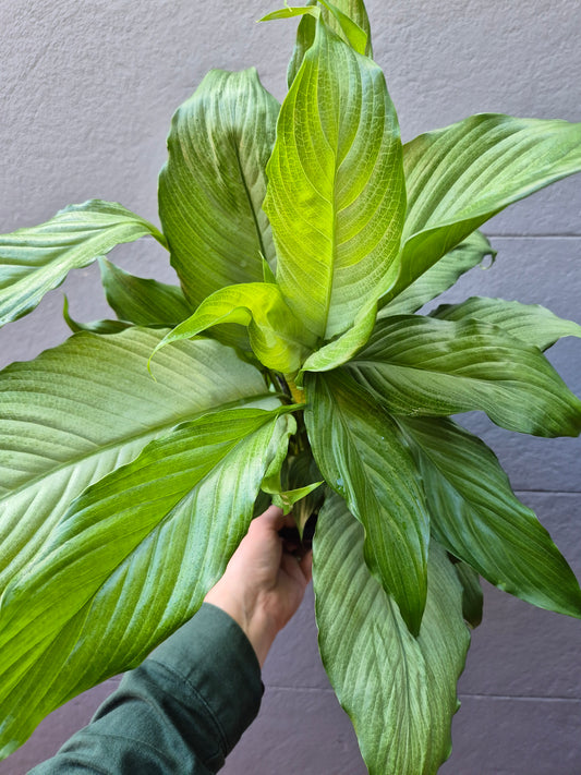 Spathiphyllum Platinum Mist 'Peace Lily'