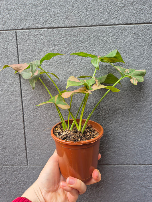 Syngonium 'Pink Passion'