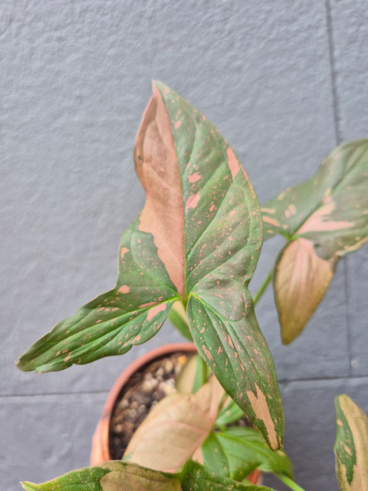 Syngonium 'Pink Passion'