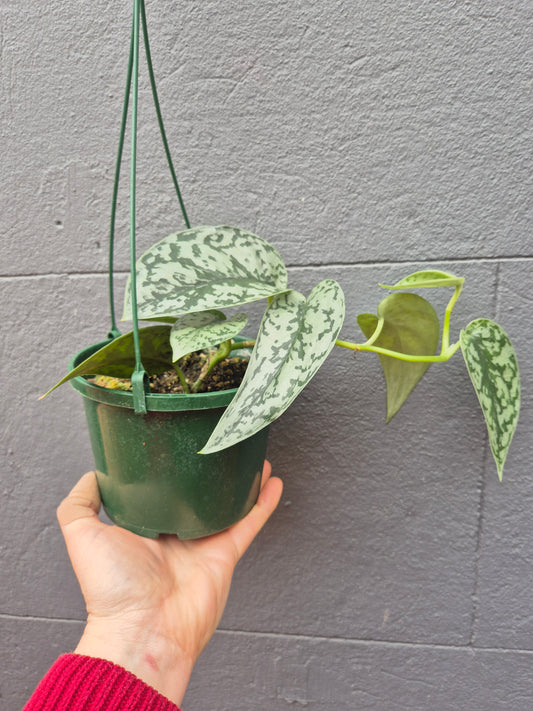 Scindapsus pictus 'Silver Lady'