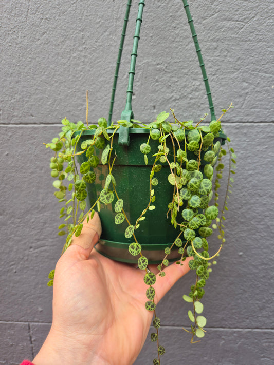 Peperomia prostrata 'String of Turtles'