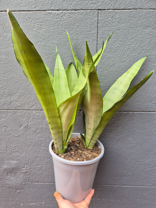 Sansevieria trifasciata 'Moonshine'