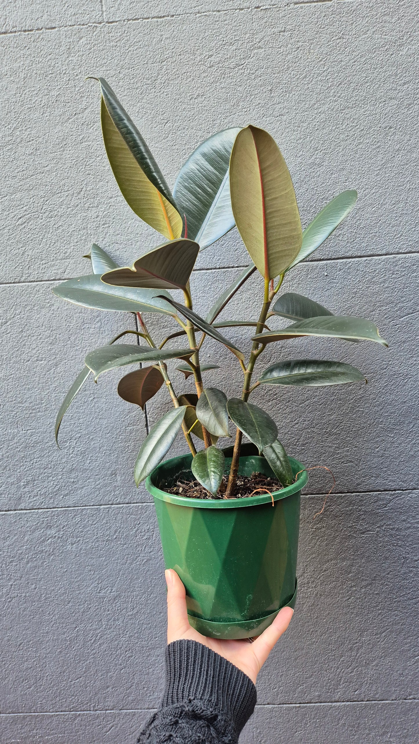 Ficus elastica 'Burgundy'