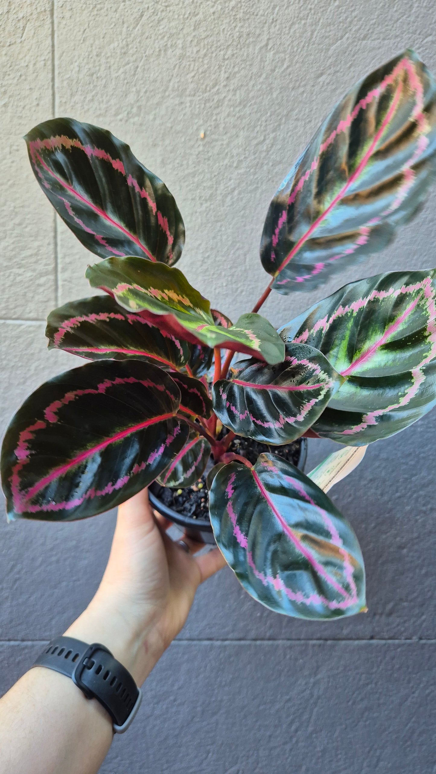 Calathea roseopicta 'Illustris'