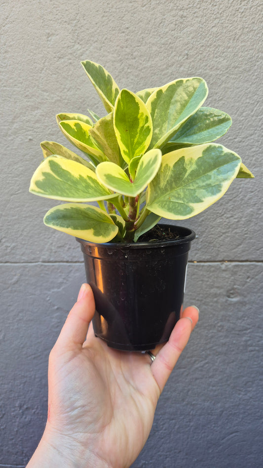 Peperomia obtusifolia 'variegated'