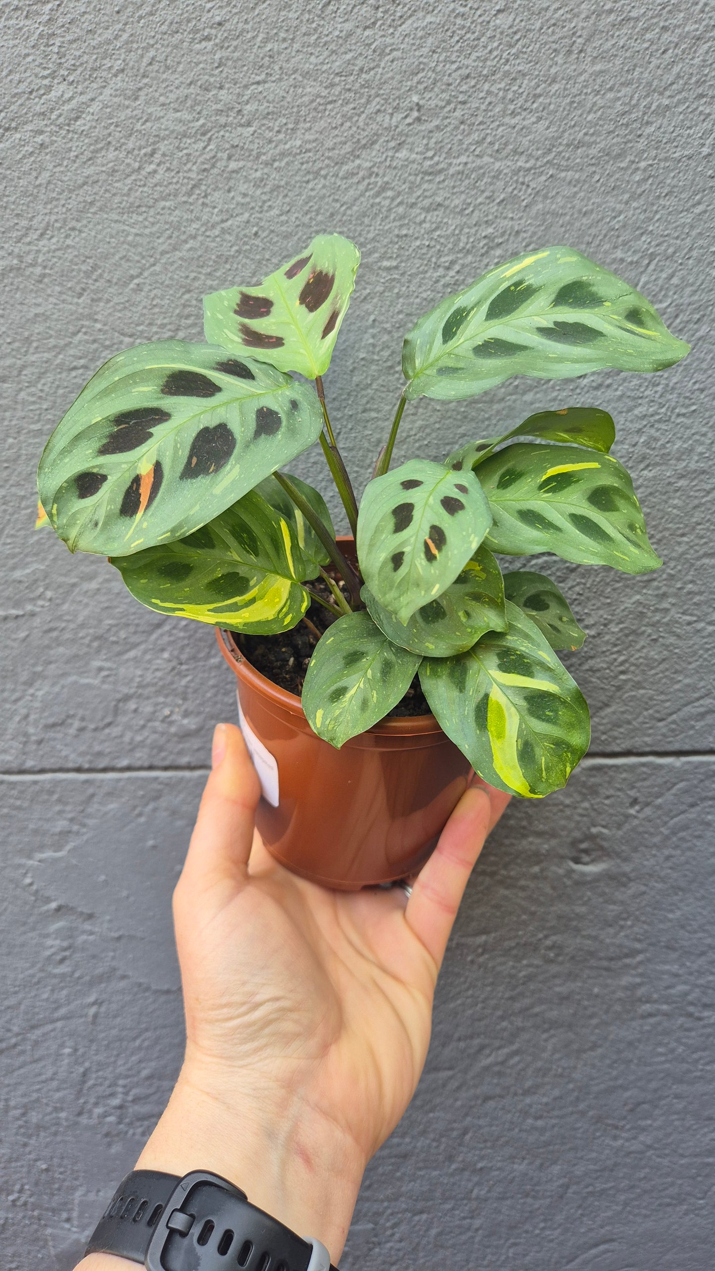 Maranta leuconeura 'Prayer Plant' variegated
