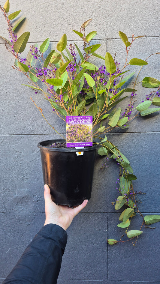 Hardenbergia (Happy Wanderer)