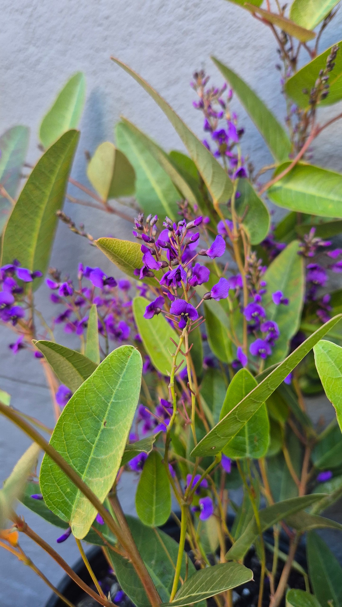 Hardenbergia (Happy Wanderer)