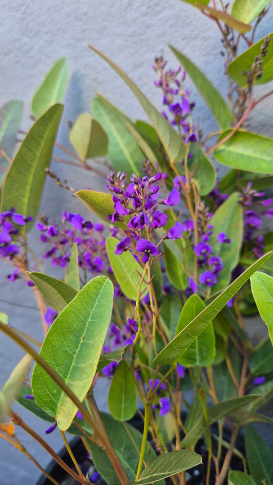Hardenbergia (Happy Wanderer)