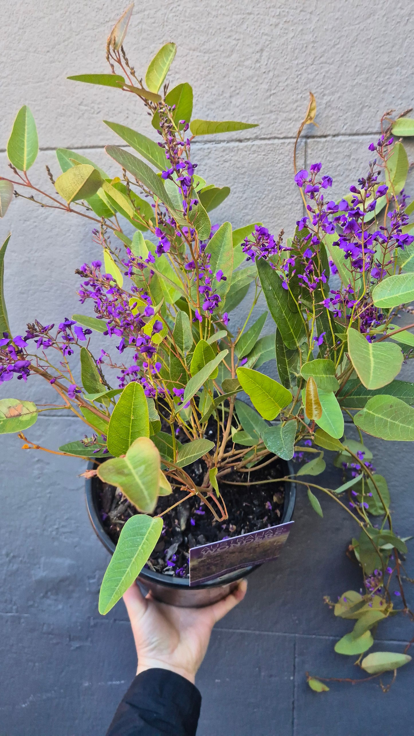 Hardenbergia (Happy Wanderer)