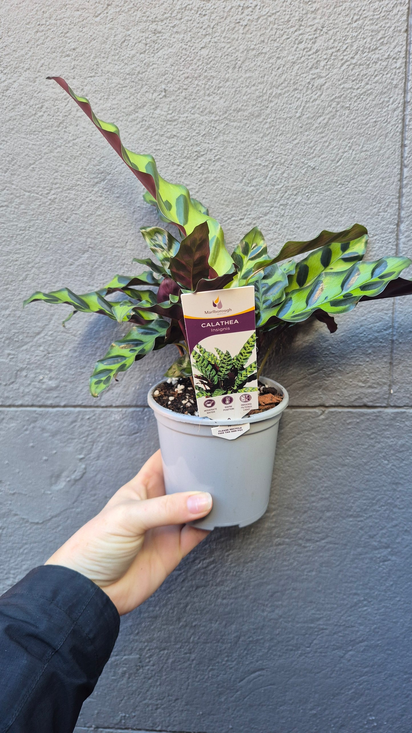 Calathea 'Insignis'