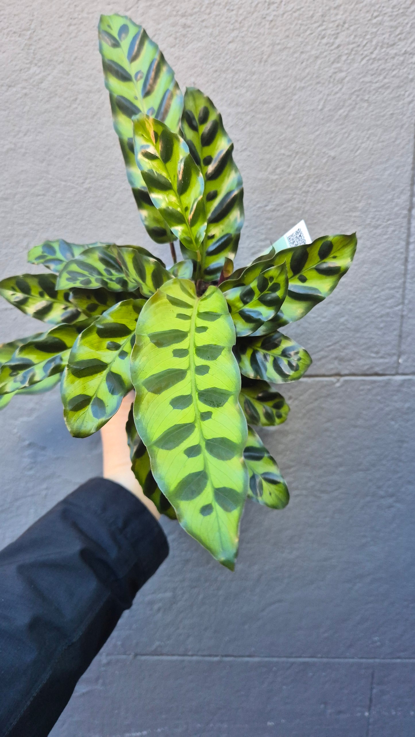Calathea 'Insignis'