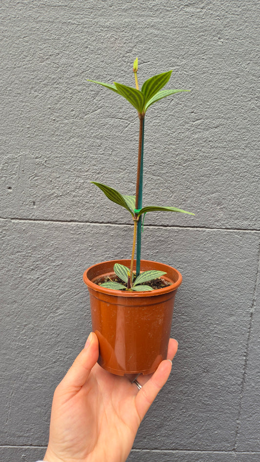 Peperomia puteolata 'Parallel Peperomia'