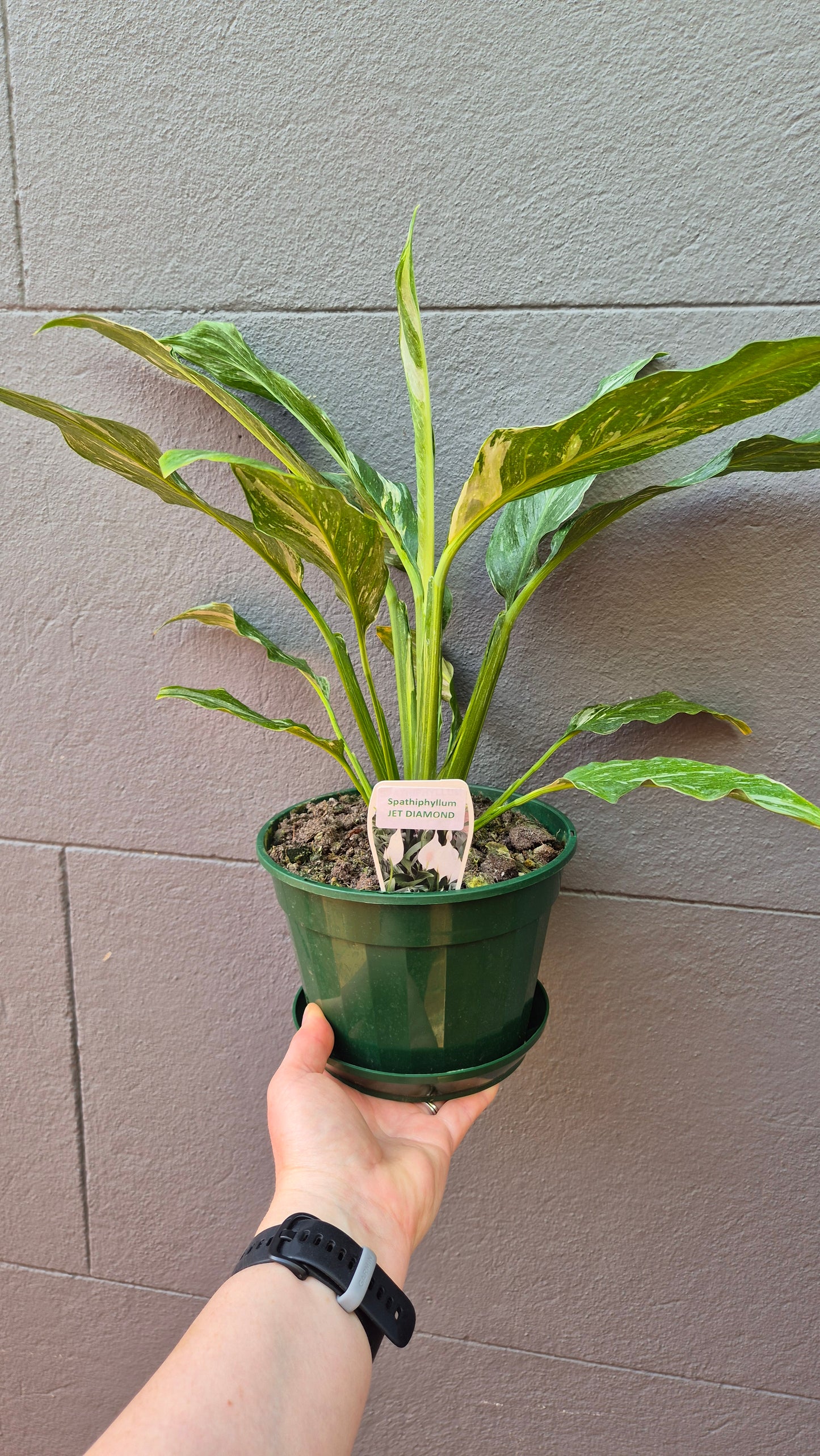 Spathiphyllum Peace Lily 'Jet Diamond'
