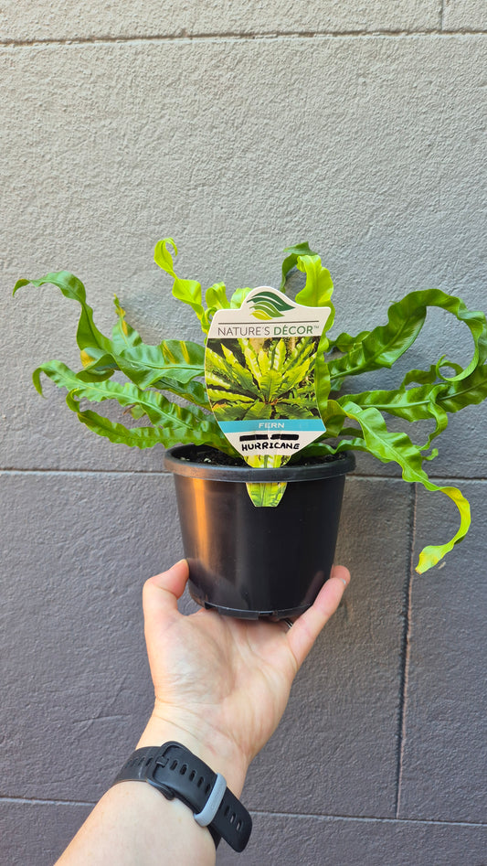 Asplenium antiquum 'Hurricane'