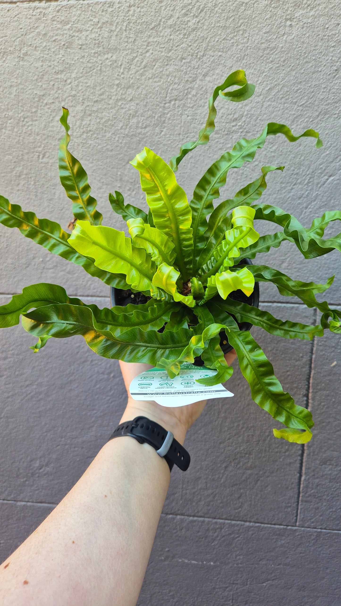 Asplenium antiquum 'Hurricane'