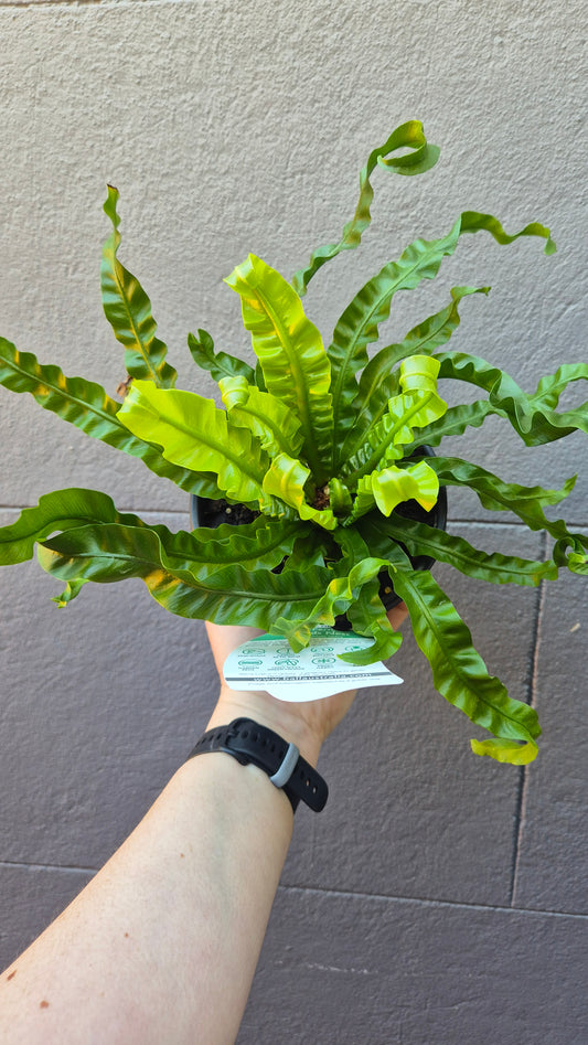 Asplenium antiquum 'Hurricane'