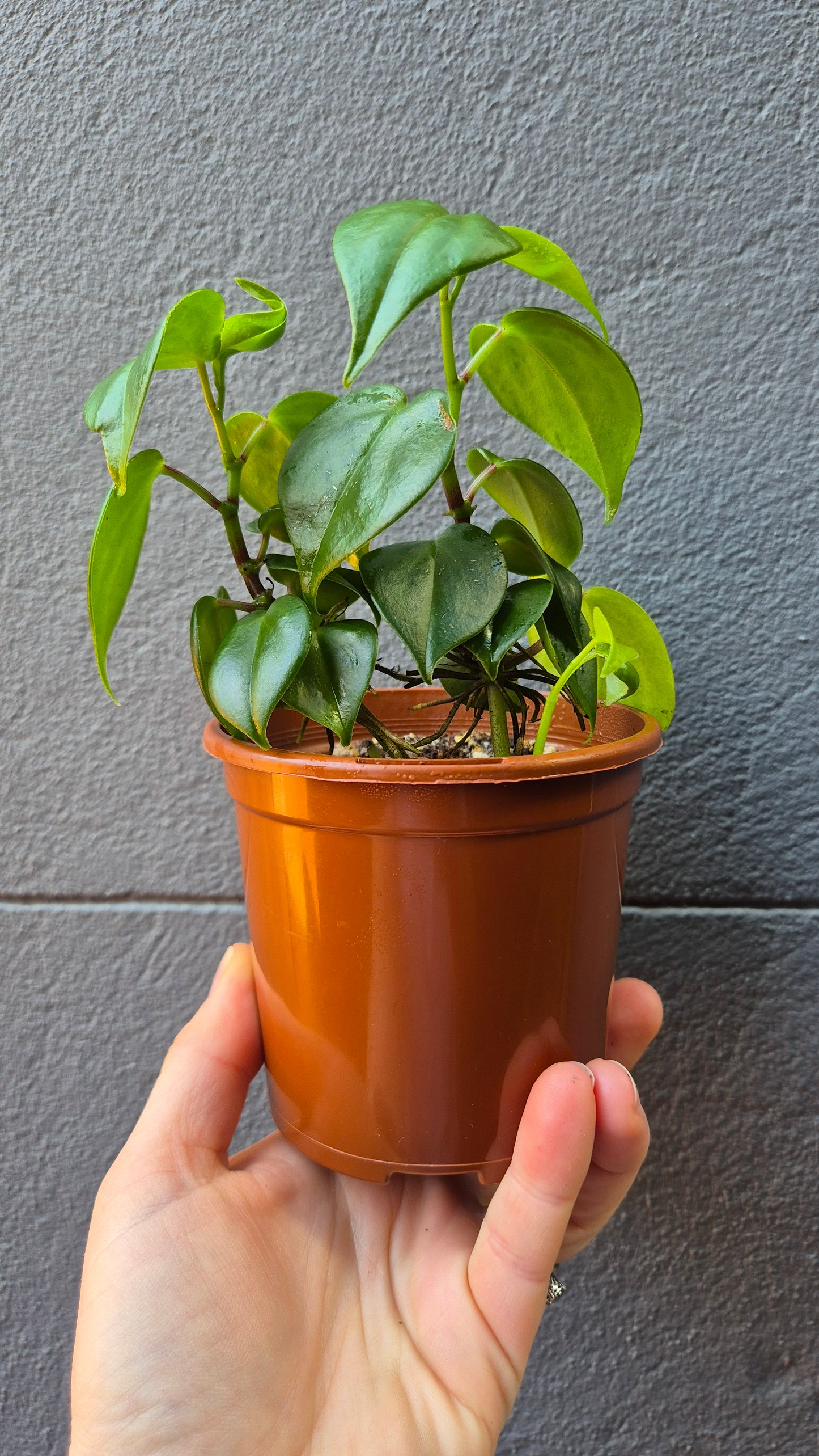 Peperomia scandens 'Jade Trailing Peperomia'