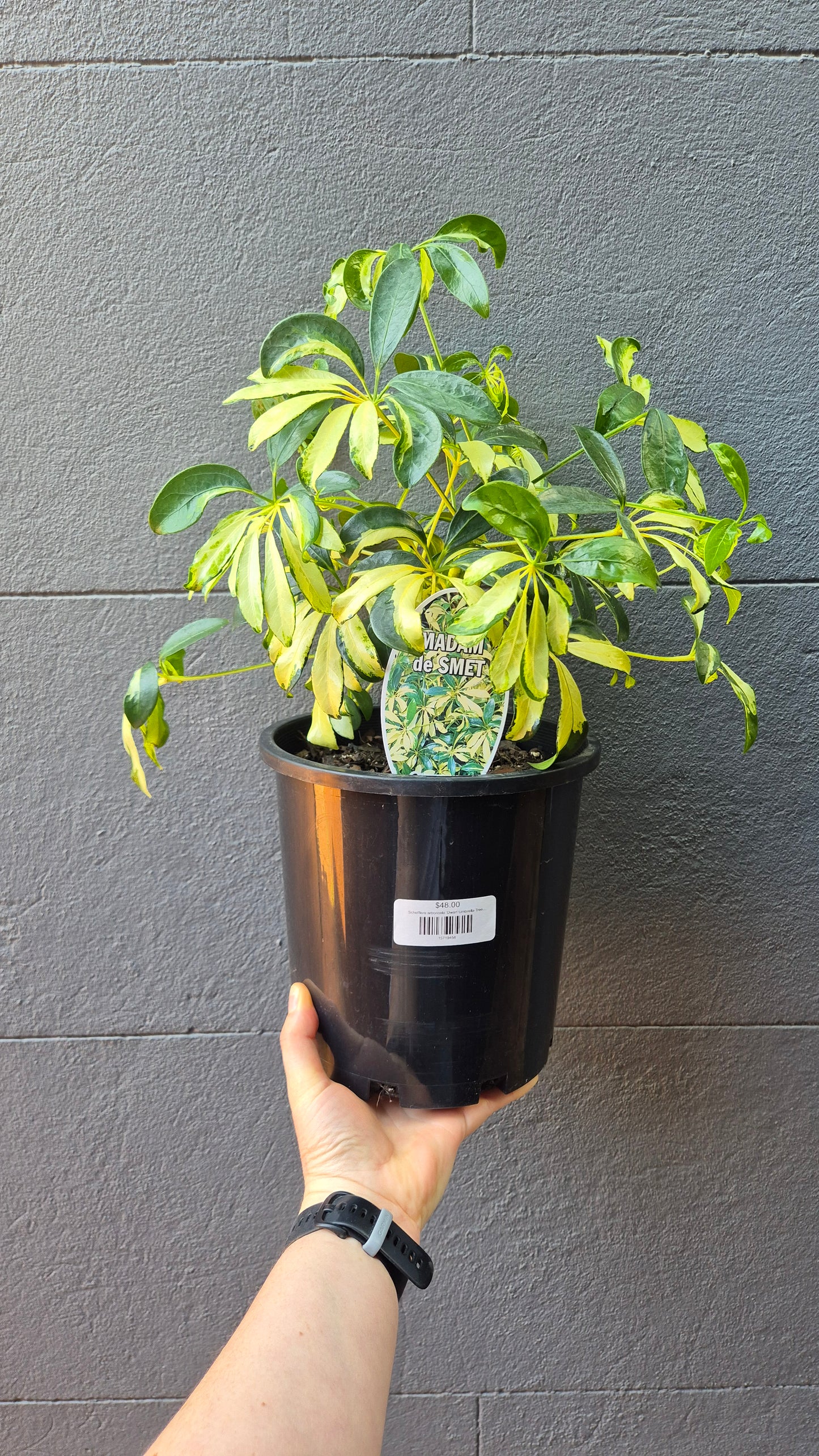 Schefflera arboricola 'Dwarf Umbrella Tree' Variegated