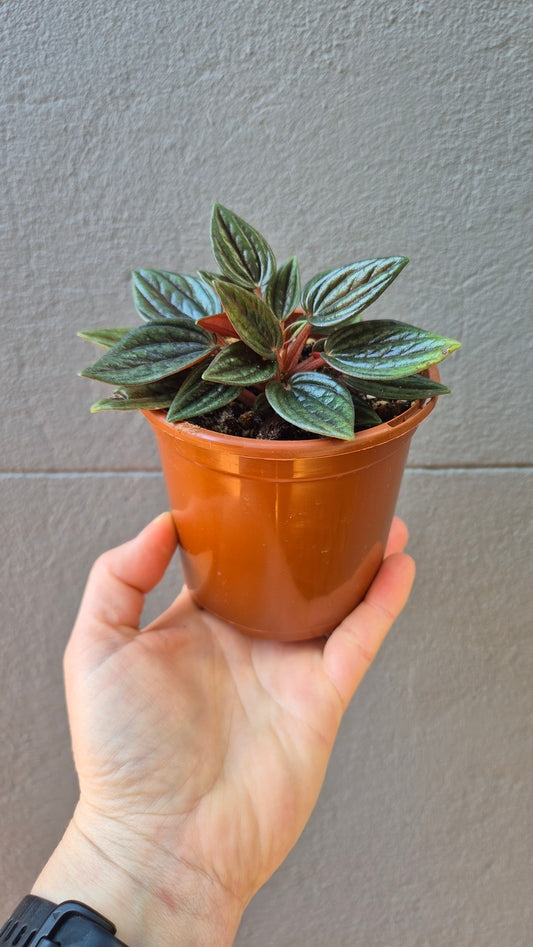 Peperomia caperata ‘Rosso’