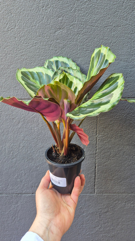 Calathea 'Julia'