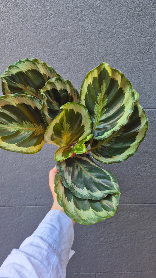 Calathea 'Julia'
