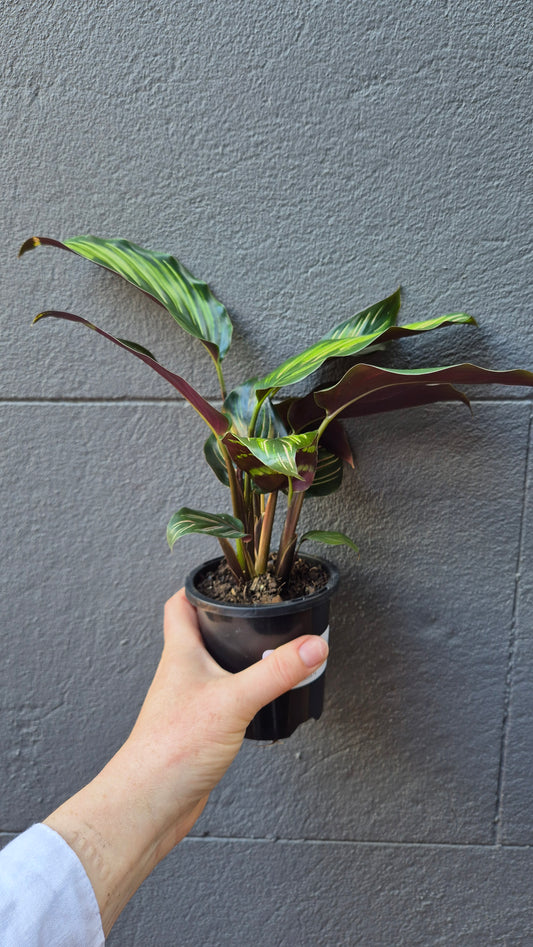 Calathea 'Beauty Star'