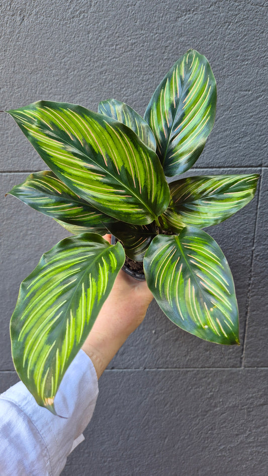 Calathea 'Beauty Star'