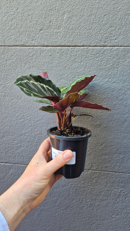 Calathea 'Jungle Rose'