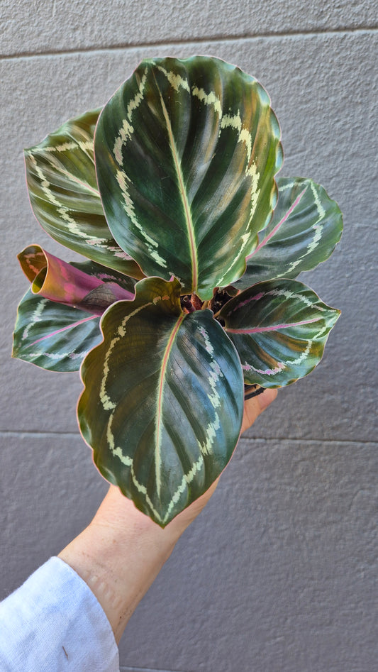Calathea 'Jungle Rose'