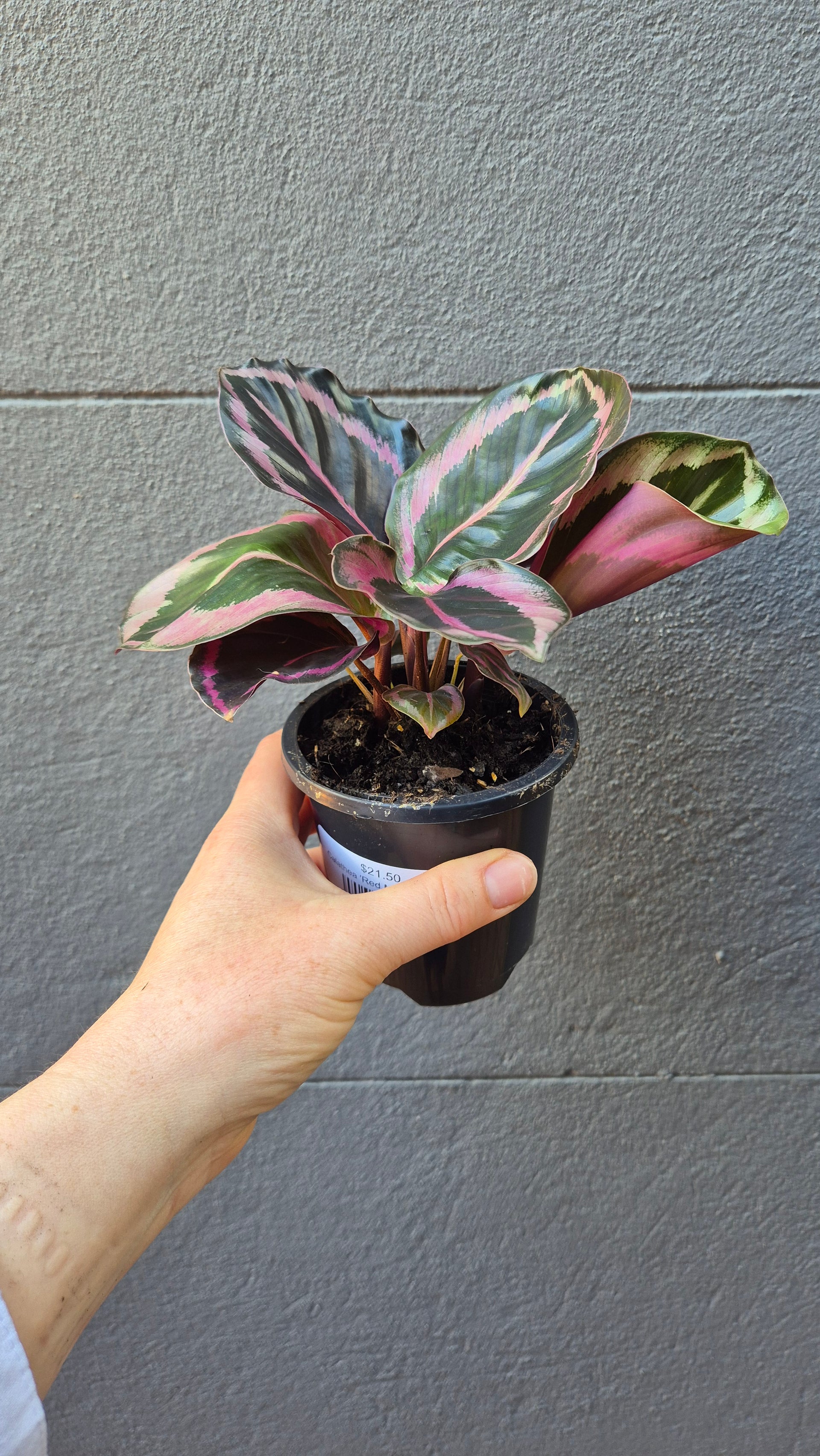 Calathea 'Red Mojo'  Wattle & Bee