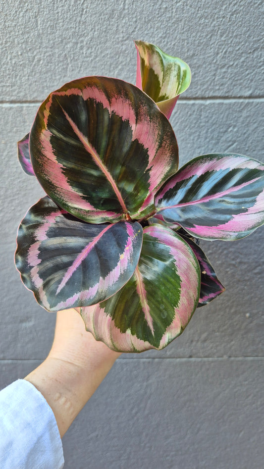 Calathea 'Red Mojo'