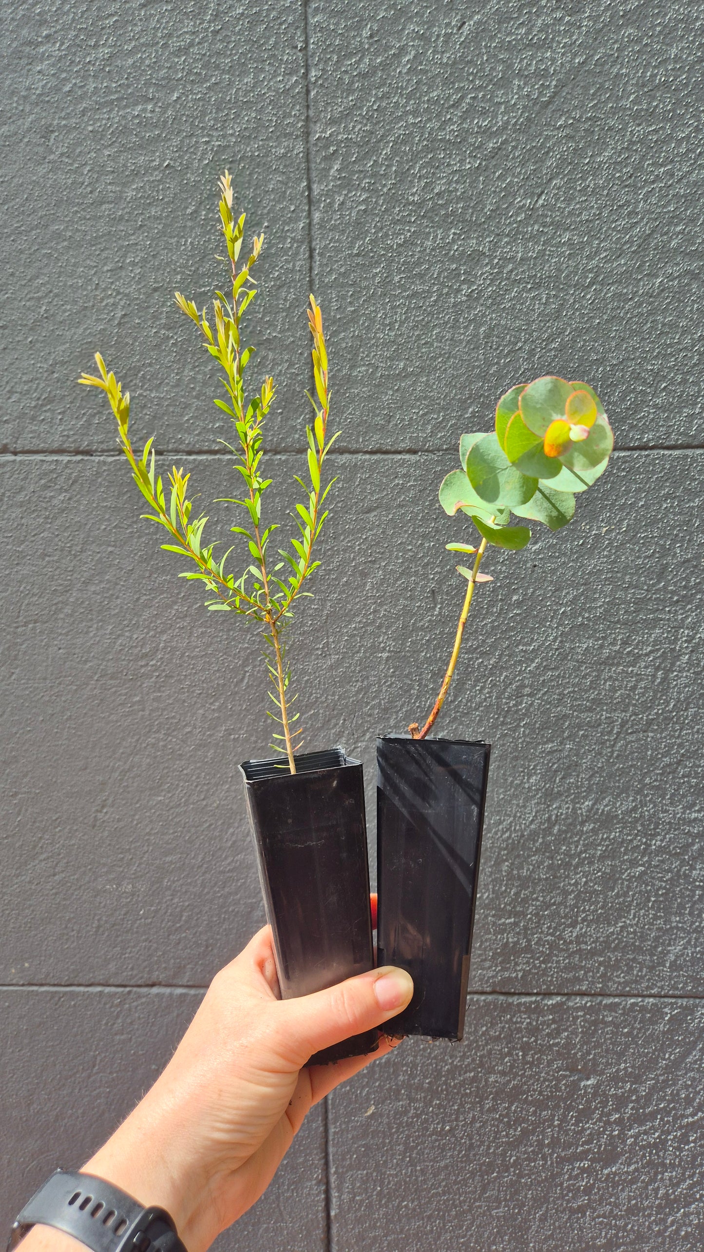 Bird-Attracting Plants - Starter Kit