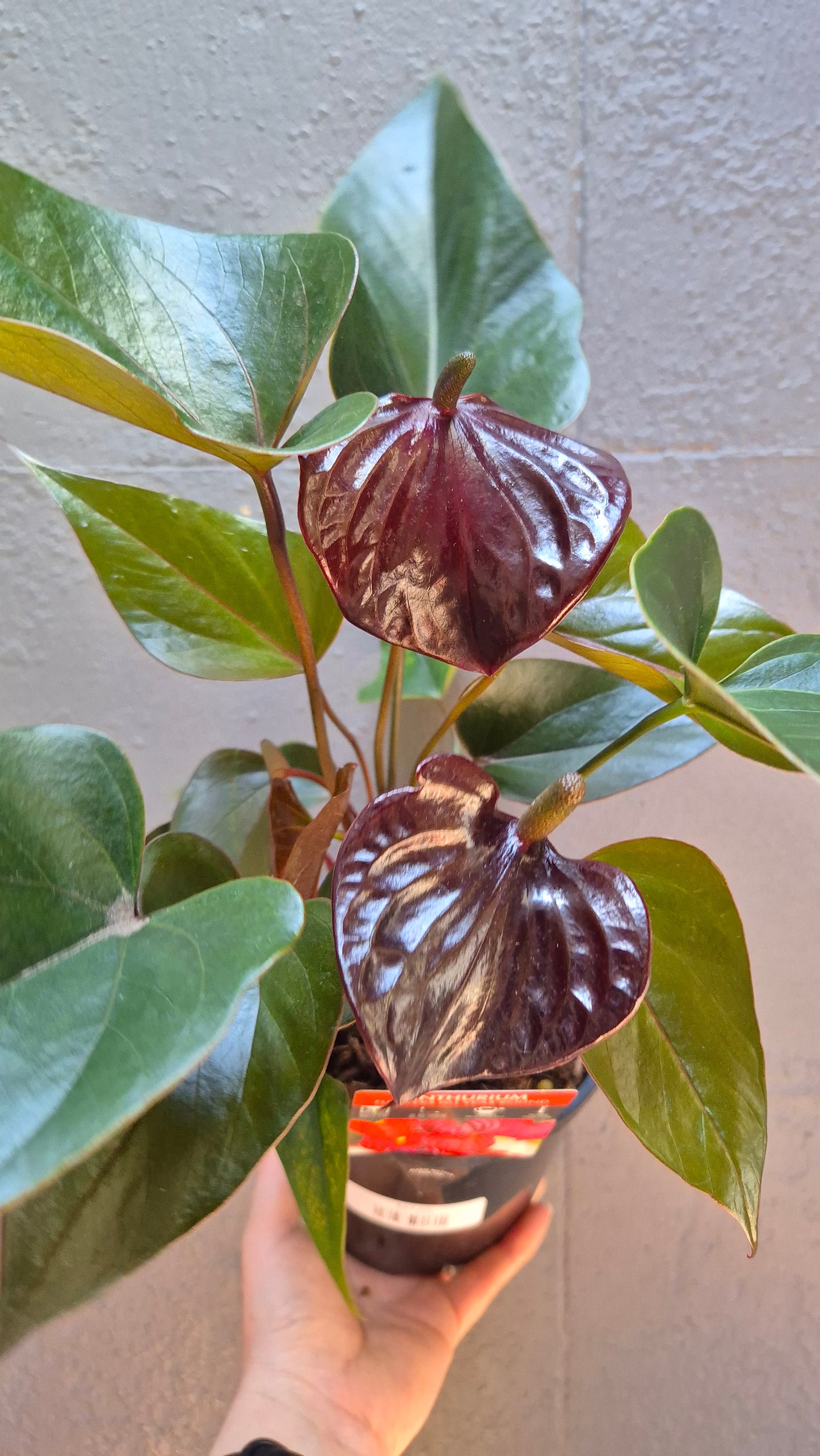 Anthurium andraeanum 'Flamingo Flower' 140mm