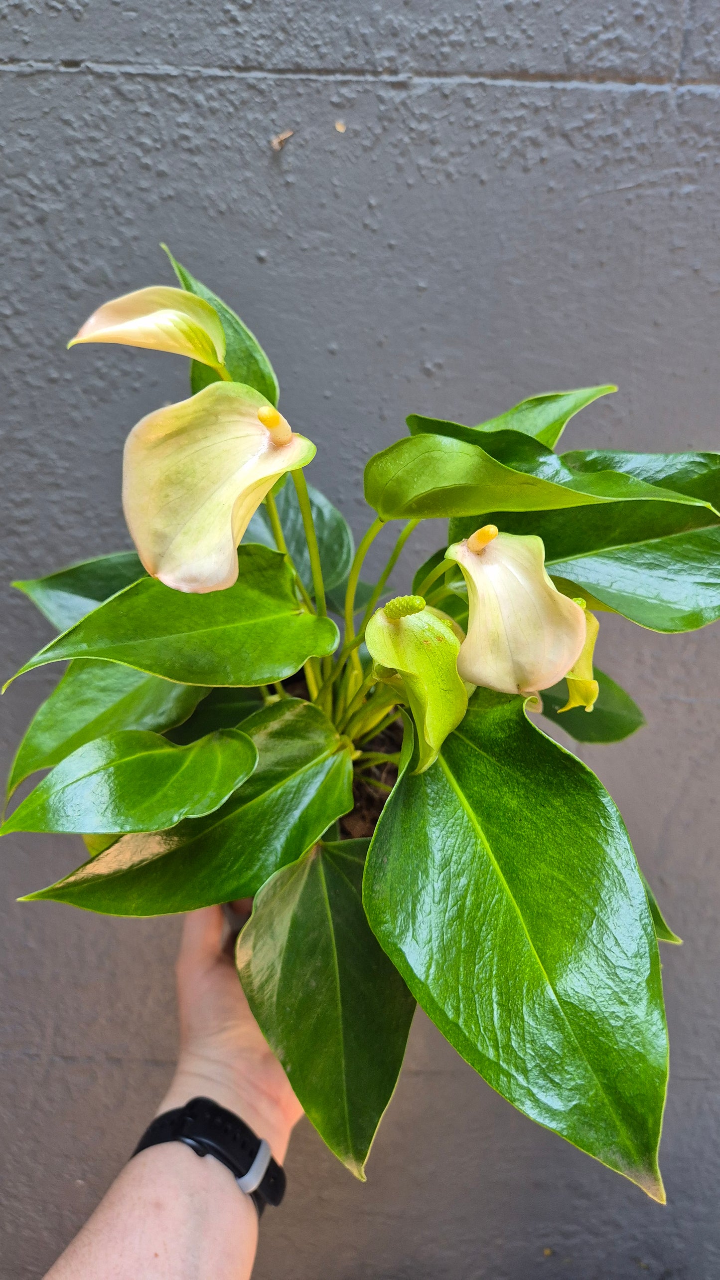 Anthurium andraeanum 'Flamingo Flower' 140mm