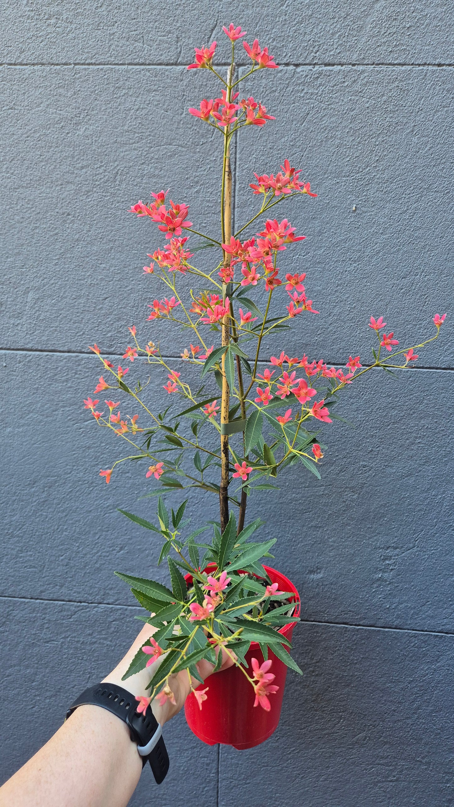 Ceratopetalum gummiferum 'Albery's Red Christmas Bush'