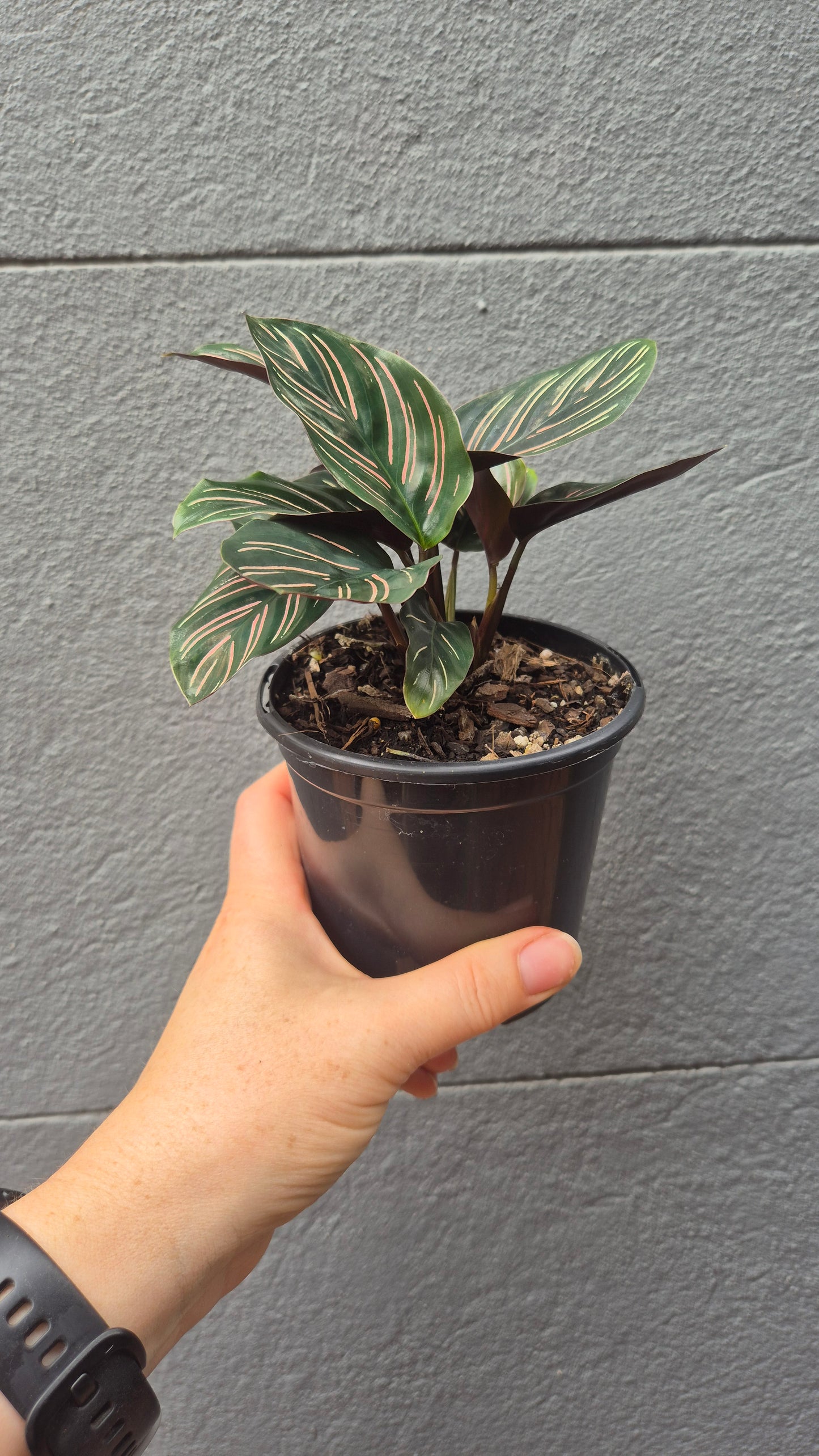 Calathea 'Sanderiana'