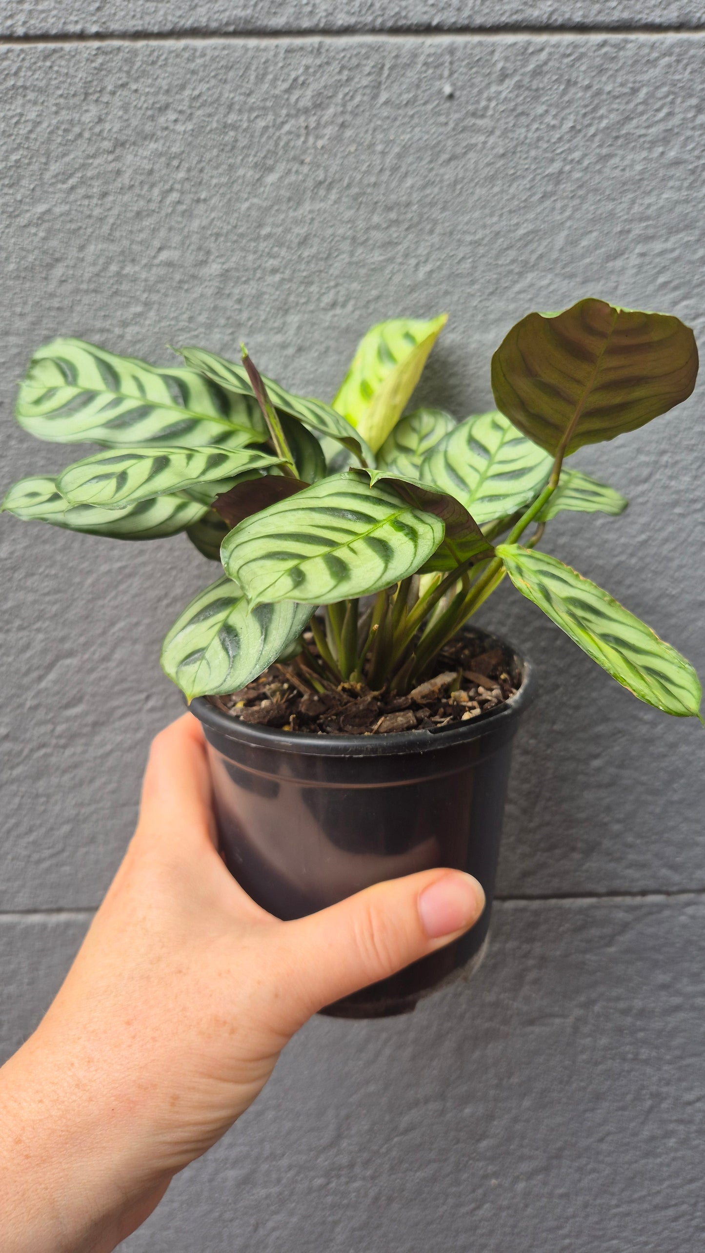 Ctenanthe amabilis 'Burle Marx'
