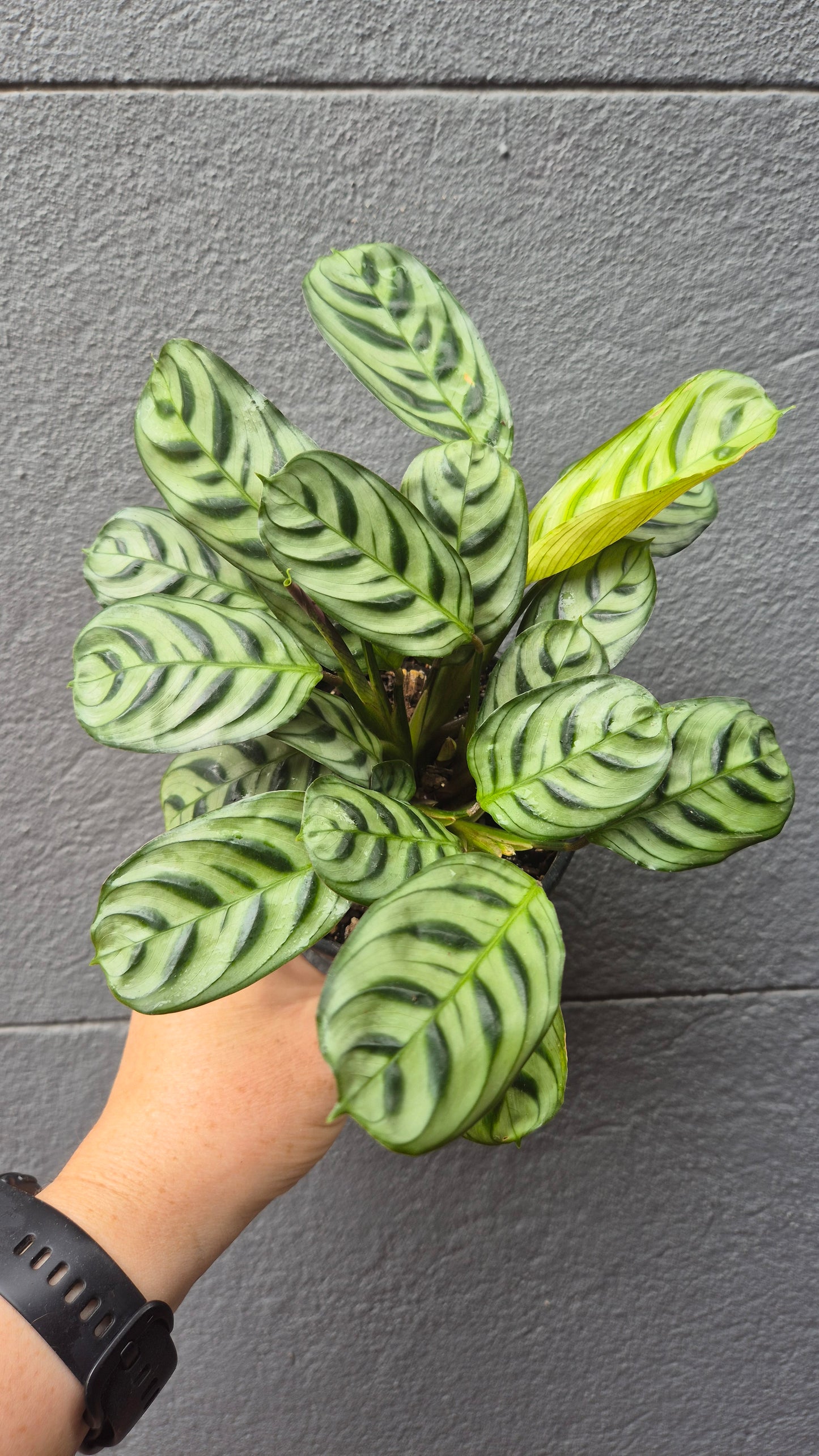 Ctenanthe amabilis 'Burle Marx'