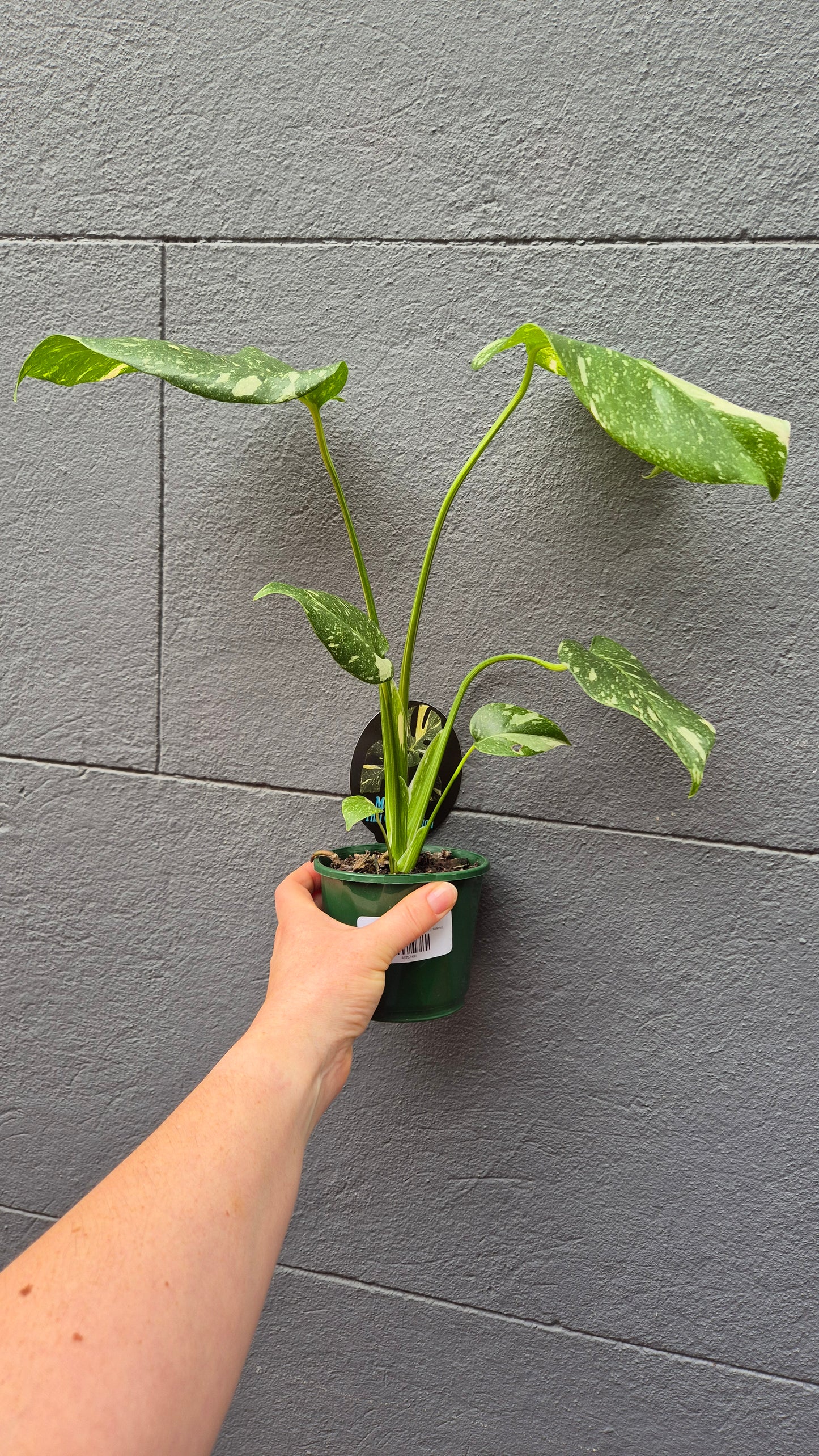Monstera deliciosa 'Thai Constellation'